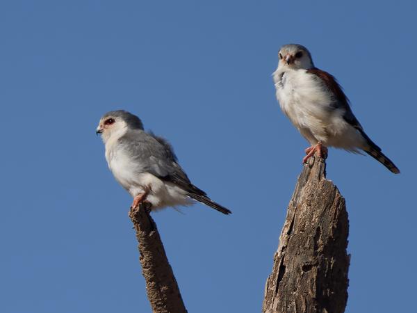 <h3><a href="/trips/tanzania/biota/animalia/chordata/aves/018 falconiformes/001 falconidae/polihierax semitorquatus/polihierax semitorquatus-nl.html">Polihierax&nbsp;semitorquatus</a> / Pygmy&nbsp;falcon / Afrikaanse&nbsp;dwergvalk</h3>OM-1 Mark II met OLYMPUS M.150-400mm F4.5 TC, 1/2000 sec  bij F5.6, ISO 250, afstand 31.5&nbsp;m